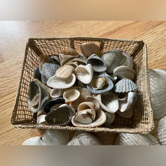 Sea Shell Collection - Picture 2 of 4